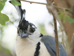 White-throated Magpie-Jay    